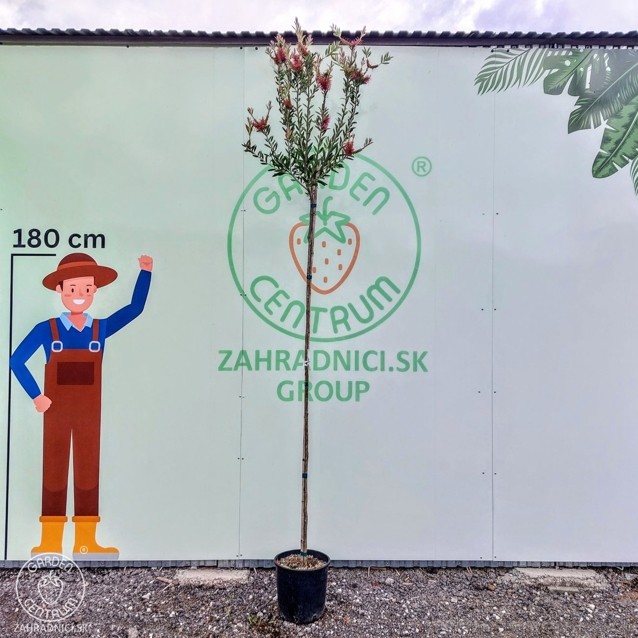 Obrázok Tyčinkovec (Callistemon citrinus) ´VIOLACEUS´ - výška 270-290 cm, kont. C15L - NA KMIENKU, ružový